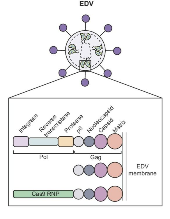 Mechanism-guided engineering of a minimal biological particle for genome editing