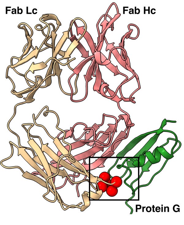 Engineered protein G variants for multifunctional antibody-based assemblies