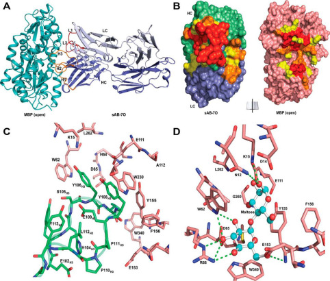 Engineered synthetic antibodies as probes to quantify the energetic contributions of ligand binding to conformational changes in proteins