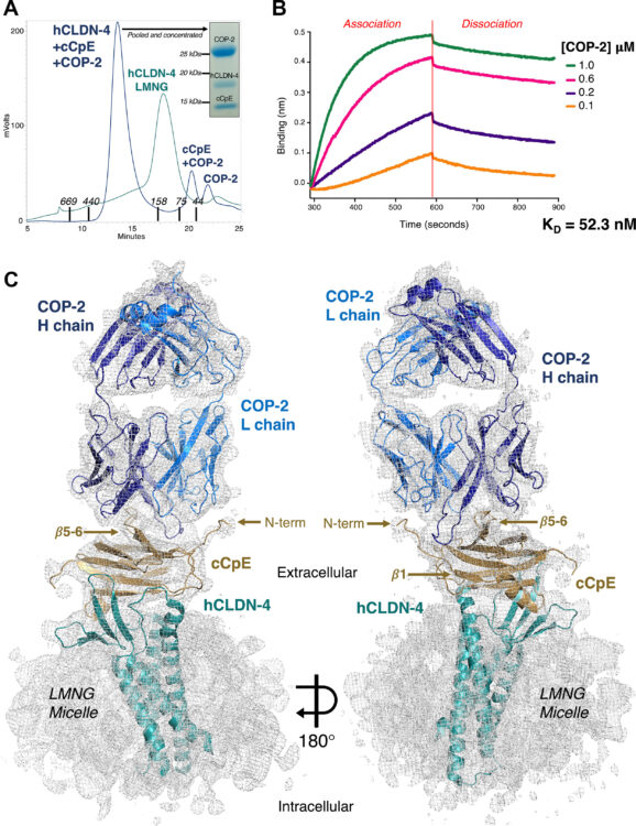 Development, structure, and mechanism of synthetic antibodies that target claudin and Clostridium perfringens enterotoxin complexes