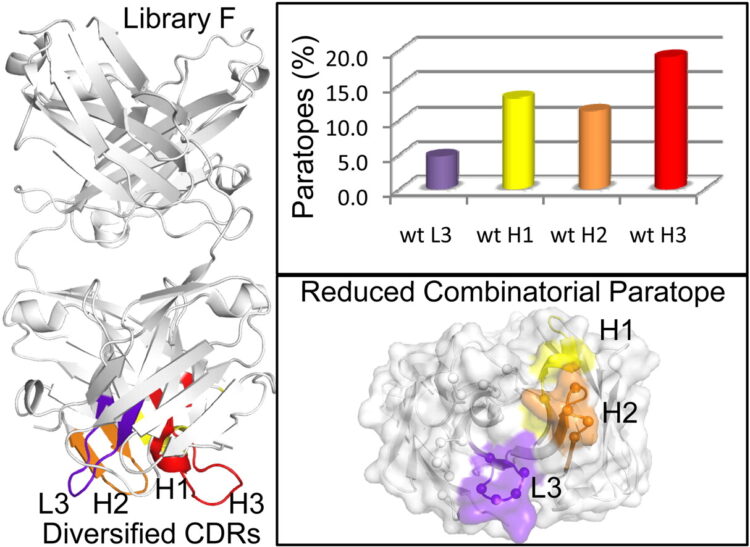 CDR-H3 diversity is not required for antigen recognition by synthetic antibodies