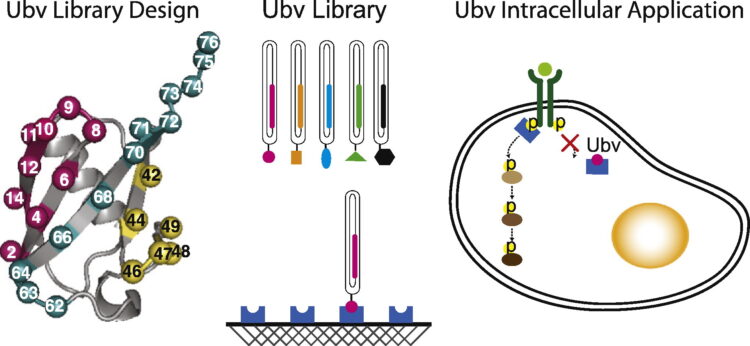 A Highly Diverse and Functional Naïve Ubiquitin Variant Library for Generation of Intracellular Affinity Reagents