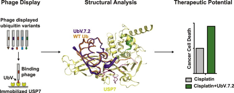 Generation and Validation of Intracellular Ubiquitin Variant Inhibitors for USP7 and USP10