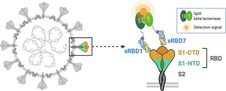 Engineered Ultra-High Affinity Synthetic Antibodies for SARS-CoV-2 Neutralization and Detection