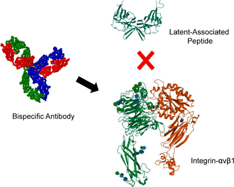 Inhibition of Cancer Cell Adhesion, Migration and Proliferation by a Bispecific Antibody that Targets two Distinct Epitopes on αv Integrins