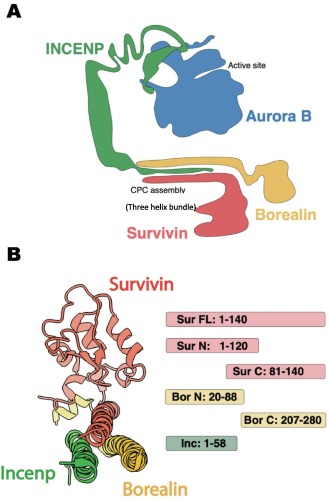 Synthetic Antibodies Detect Distinct Cellular States of Chromosome Passenger Complex Proteins