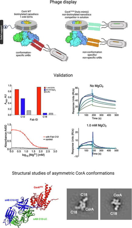 Conformation-specific Synthetic Antibodies Discriminate Multiple Functional States of the Ion Channel CorA