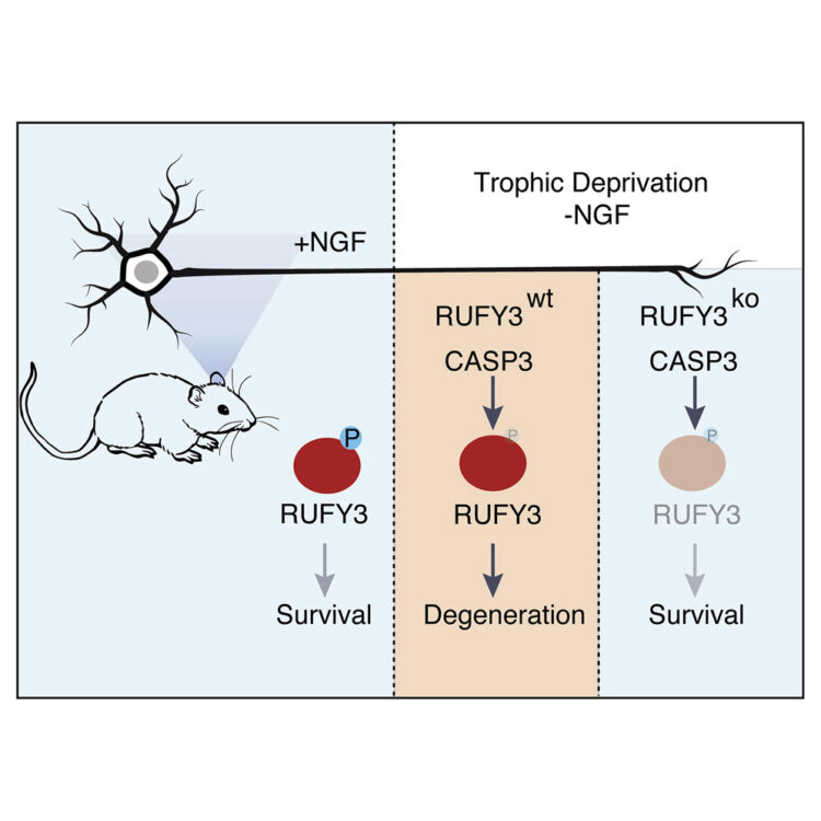 Neuronally Enriched RUFY3 Is Required for Caspase-Mediated Axon Degeneration