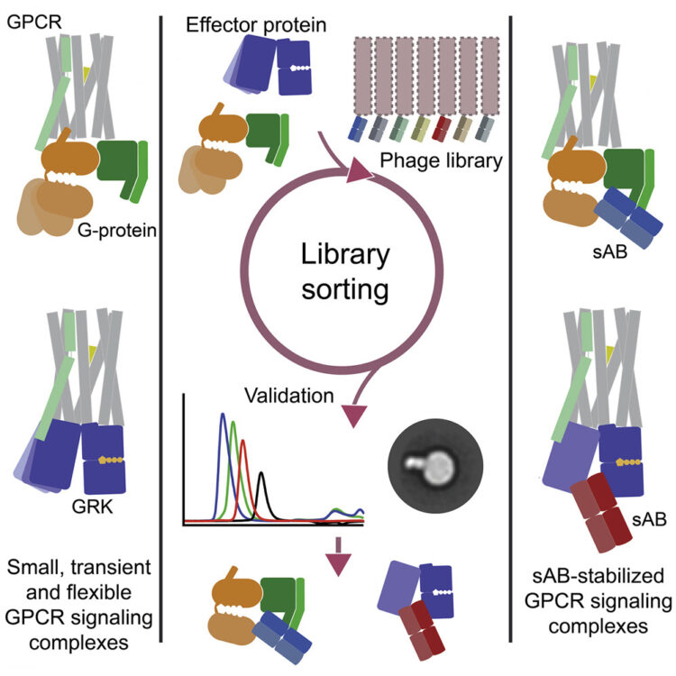 Development of “Plug and Play” Fiducial Marks for Structural Studies of GPCR Signaling Complexes by Single-Particle Cryo-EM