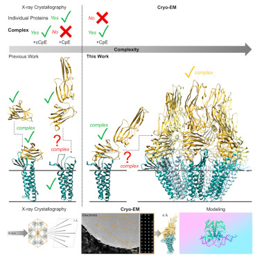 Cryo-EM structures of Clostridium perfringens enterotoxin bound to its human receptor, claudin-4