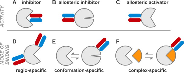 Generating conformation-specific synthetic antibodies to trap proteins in selected functional states