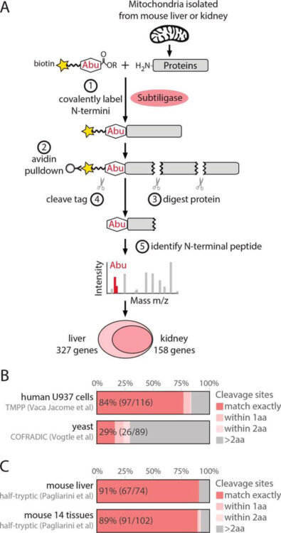 Comparative Analysis of Mitochondrial N-Termini from Mouse, Human, and Yeast