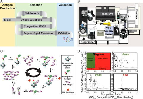 A High Through-put Platform for Recombinant Antibodies to Folded Proteins