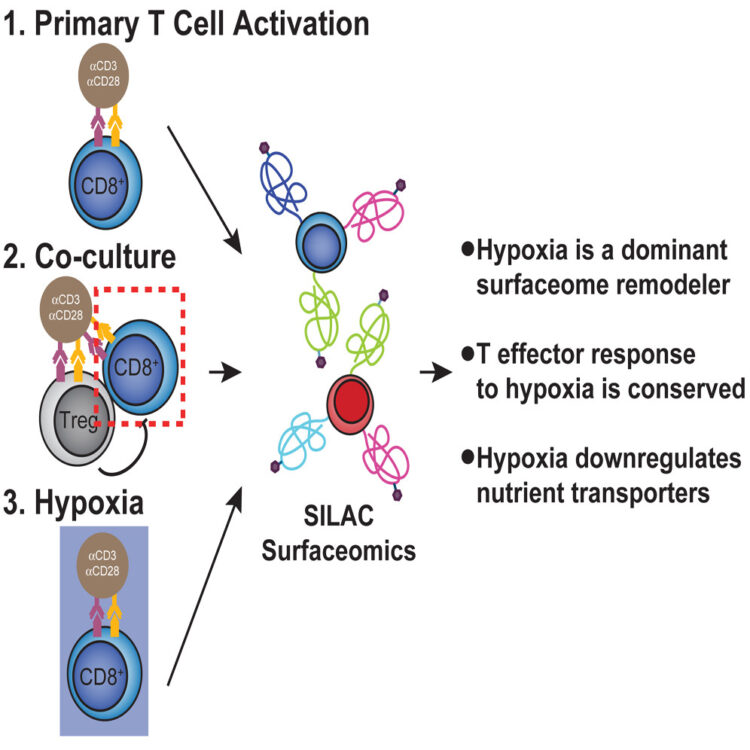 Hypoxia Is a Dominant Remodeler of the Effector T Cell Surface Proteome Relative to Activation and Regulatory T Cell Suppression