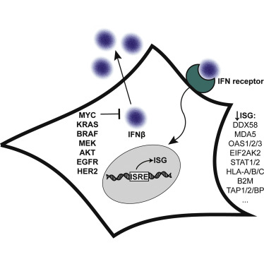 Discovery Proteomics Analysis Determines That Driver Oncogenes Suppress Antiviral Defense Pathways Through Reduction in Interferon-β Autocrine Stimulation