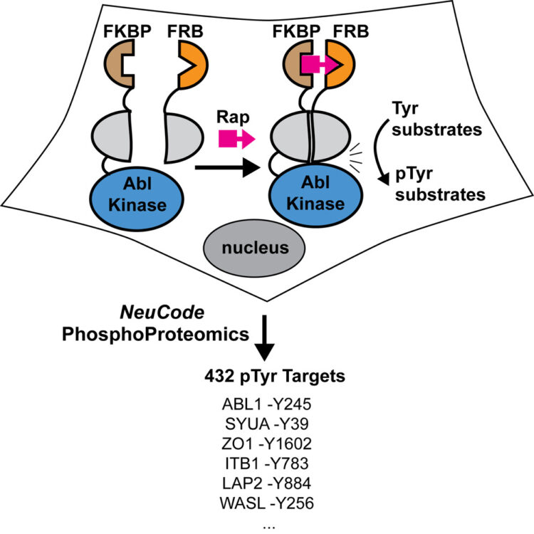 A Split-Abl Kinase for Direct Activation in Cells