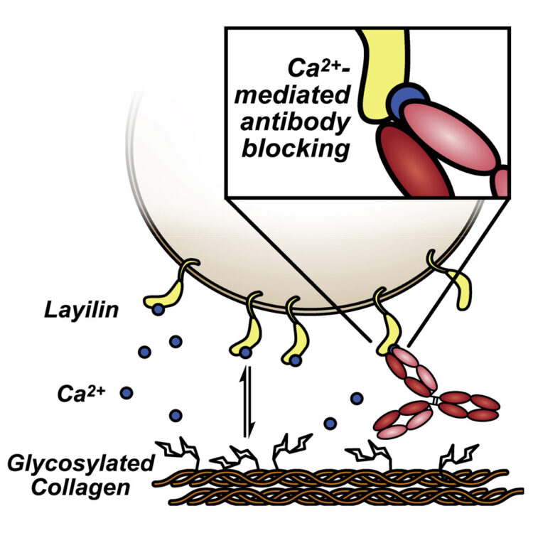 Identifying and antagonizing the interactions between layilin and glycosylated collagens