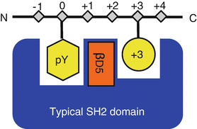 Creation of Phosphotyrosine Superbinders by Directed Evolution of an SH2 Domain