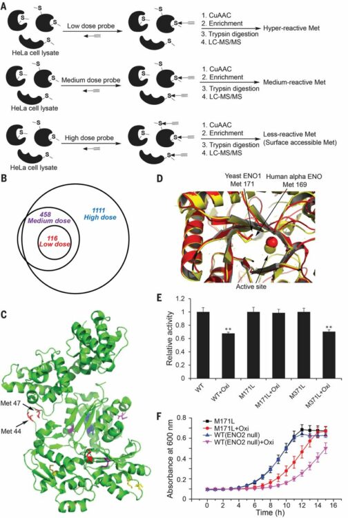 Redox-based reagents for chemoselective methionine bioconjugation