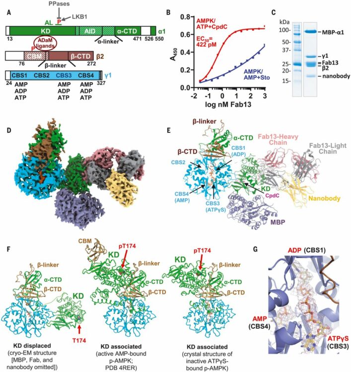 Structure of an AMPK complex in an inactive, ATP-bound state