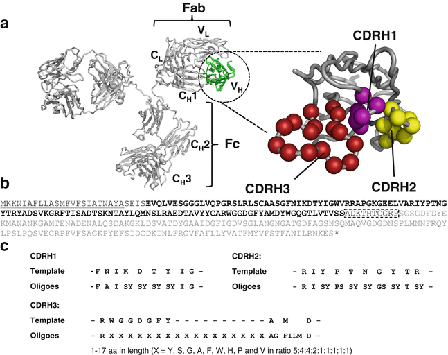 Construction of Synthetic Antibody Phage-Display Libraries