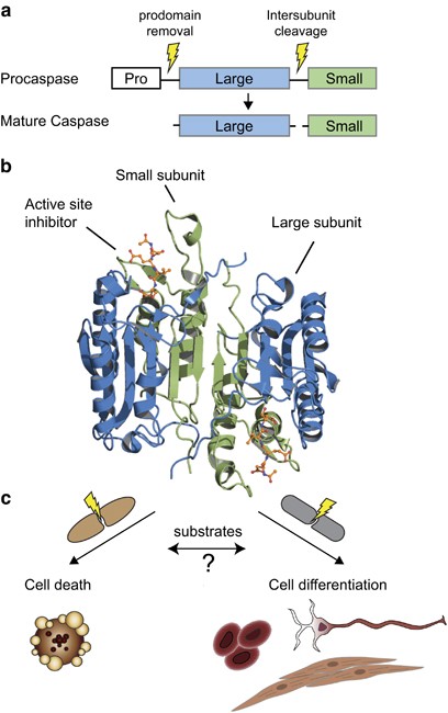 Caspases and their substrates