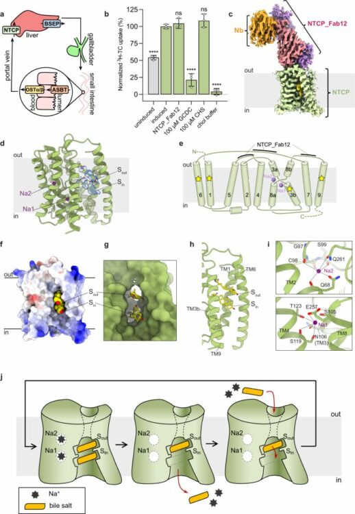 Structure of human NTCP reveals the basis of recognition and sodium-driven transport of bile salts into the liver