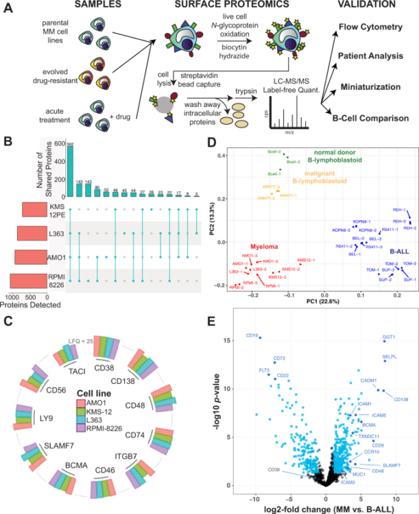 The surfaceome of multiple myeloma cells suggests potential immunotherapeutic strategies and protein markers of drug resistance