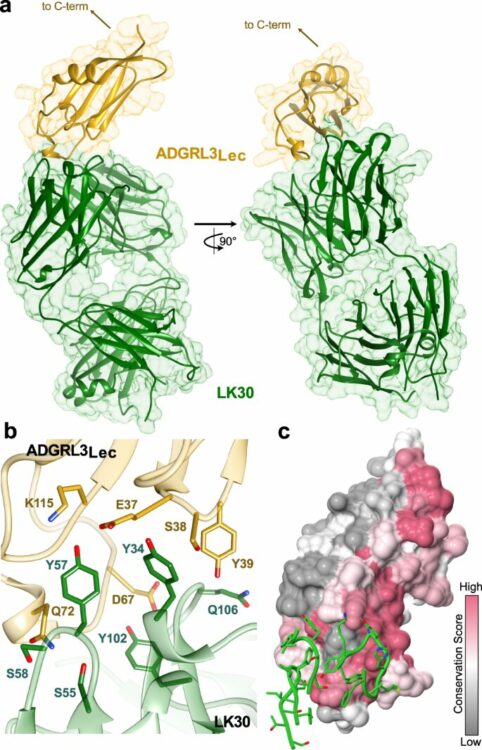 Isoform- and ligand-specific modulation of the adhesion GPCR ADGRL3/Latrophilin3 by a synthetic binder