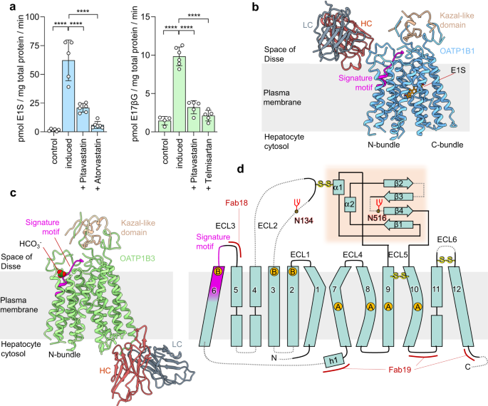 Structure of human drug transporters OATP1B1 and OATP1B3