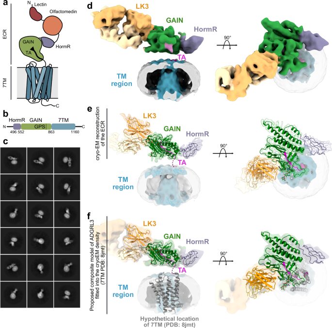 Conformational coupling between extracellular and transmembrane domains modulates holo-adhesion GPCR function