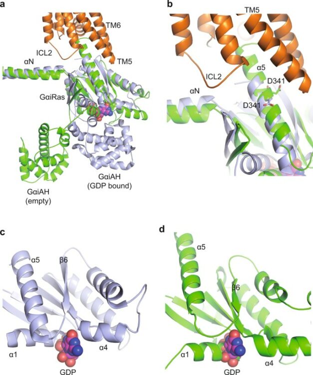 Cryo-EM structure of human rhodopsin bound to an inhibitory G protein