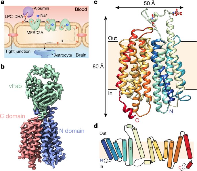 Structural basis of omega-3 fatty acid transport across the blood-brain barrier