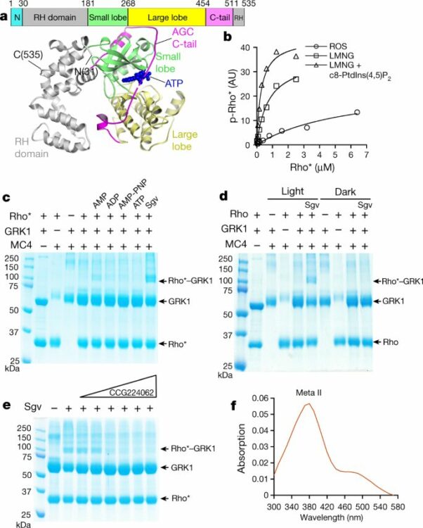 Structures of rhodopsin in complex with G-protein-coupled receptor kinase 1