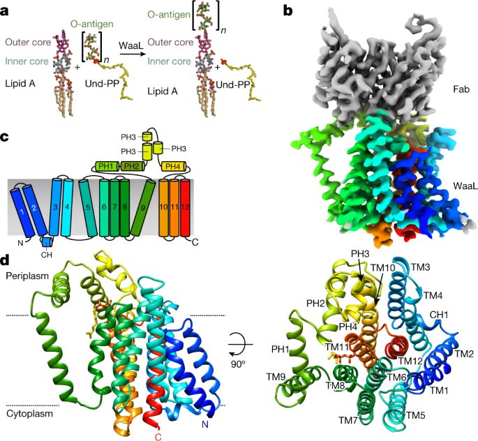 Structural basis of lipopolysaccharide maturation by the O-antigen ligase