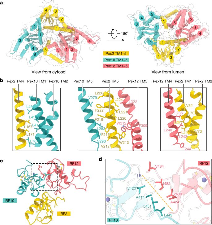 A peroxisomal ubiquitin ligase complex forms a retrotranslocation channel