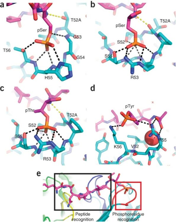 Nature-inspired design of motif-specific antibody scaffolds