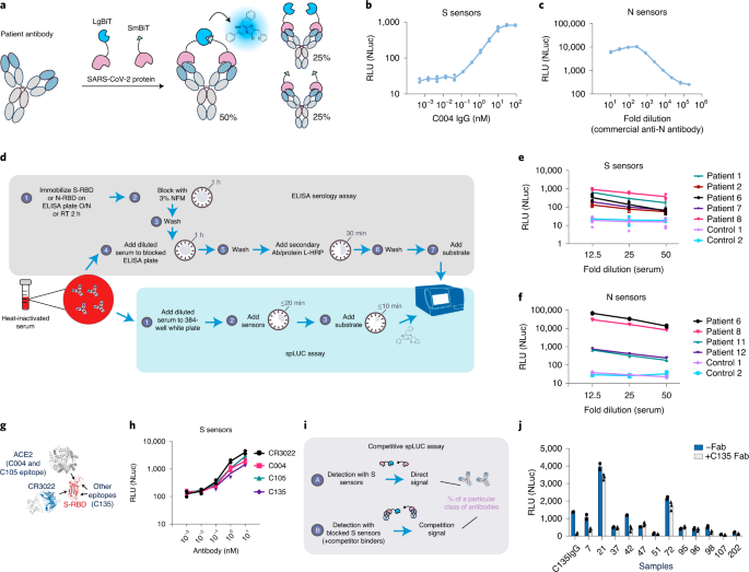 Engineering luminescent biosensors for point-of-care SARS-CoV-2 antibody detection