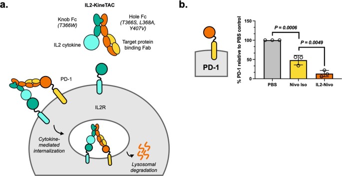 Modular cytokine receptor-targeting chimeras for targeted degradation of cell surface and extracellular proteins