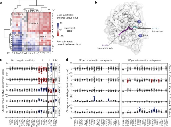 Engineering peptide ligase specificity by proteomic identification of ligation sites