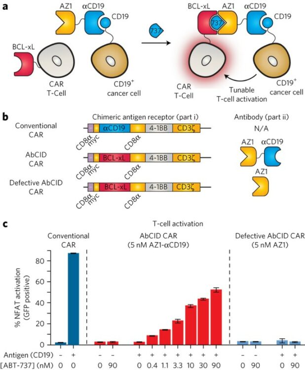 Human antibody-based chemically induced dimerizers for cell therapeutic applications