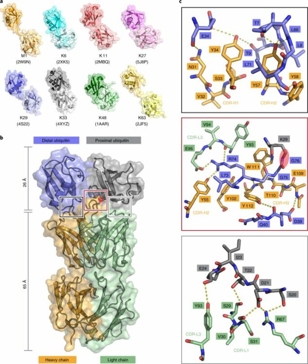 K29-linked ubiquitin signaling regulates proteotoxic stress response and cell cycle