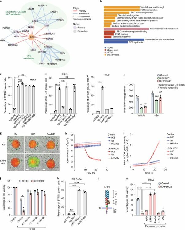 Ribosome stalling during selenoprotein translation exposes a ferroptosis vulnerability