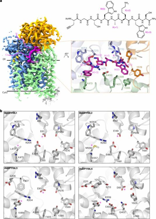 Structure, sequon recognition and mechanism of tryptophan C-mannosyltransferase