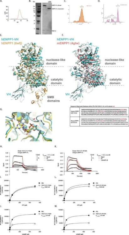 Discovery of VH domains that allosterically inhibit ENPP1