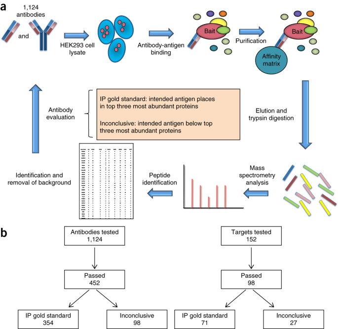 Assessment of a method to characterize antibody selectivity and specificity for use in immunoprecipitation