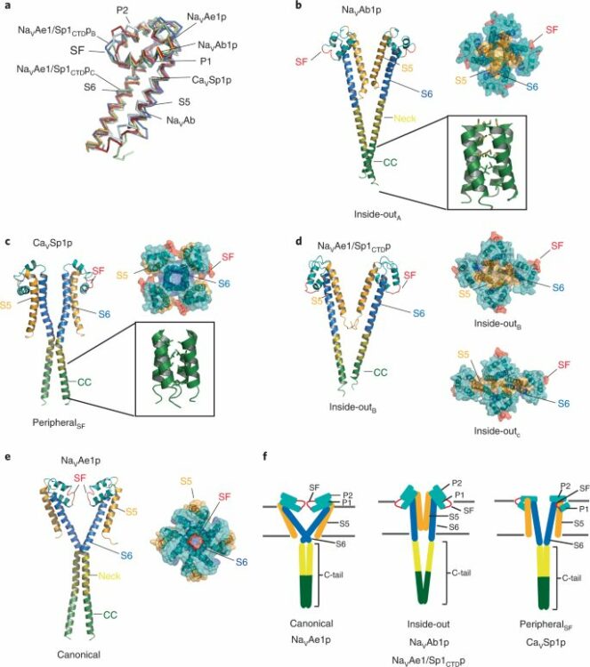 Quaternary structure independent folding of voltage-gated ion channel pore domain subunits