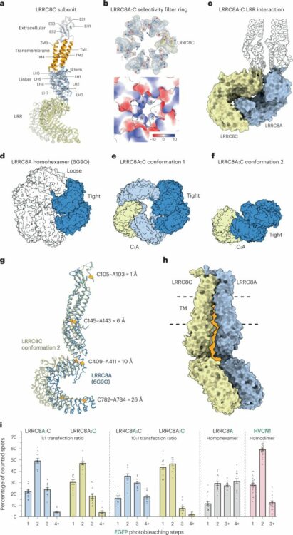 Structural basis for assembly and lipid-mediated gating of LRRC8A:C volume-regulated anion channels