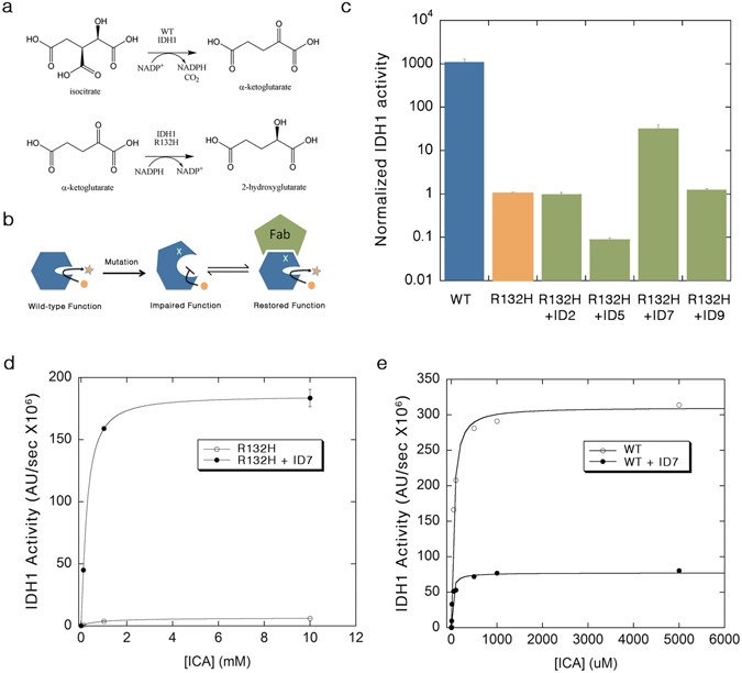 Targeted rescue of cancer-associated IDH1 mutant activity using an engineered synthetic antibody