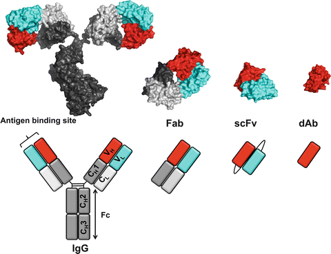 Synthetic Antibodies in Infectious Disease